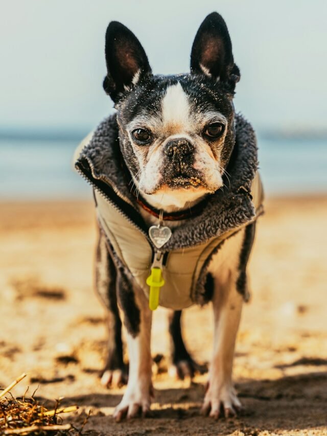 Top 8 Unstoppable Abilities of Boston Terrier