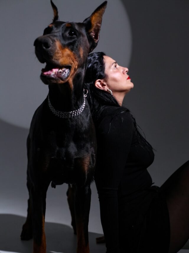Top 8 Genius indicates Doberman Pinscher’s Attitude