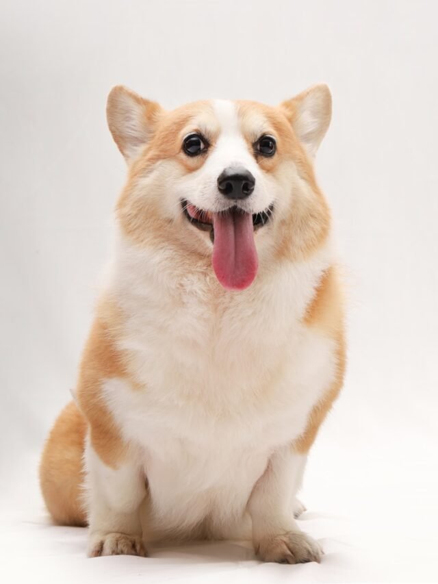 Top 8 Various Uncommon Abilities of Corgi Breeds
