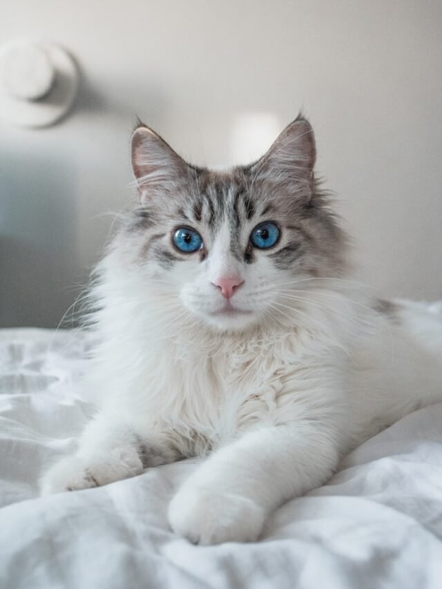 white and brown long fur cat