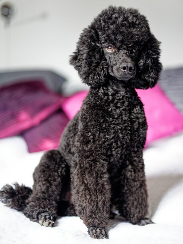 a black dog sitting on a white surface