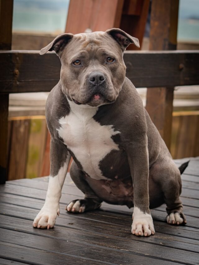 7 Rarest Capabilities of Pitbull Dog Breed
